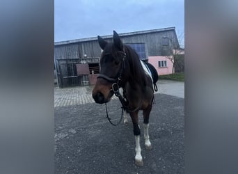 Lewitzer, Hongre, 4 Ans, 152 cm, Pinto