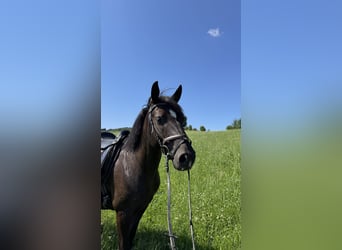 Lewitzer, Hongre, 4 Ans, 154 cm, Noir
