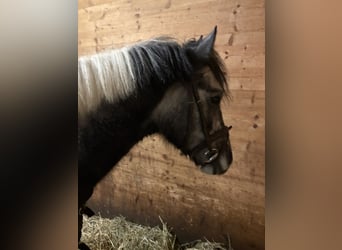 Lewitzer Croisé, Hongre, 5 Ans, 140 cm