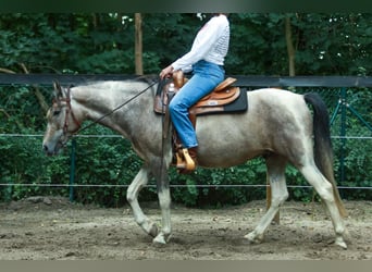 Lewitzer, Hongre, 7 Ans, 151 cm, Pinto