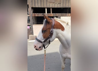 Lewitzer, Hongre, 8 Ans, 143 cm, Pinto