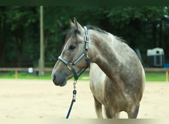 Lewitzer, Hongre, 8 Ans, 151 cm