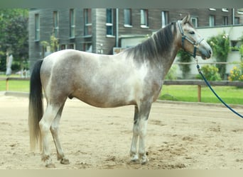 Lewitzer, Hongre, 8 Ans, 151 cm, Pinto