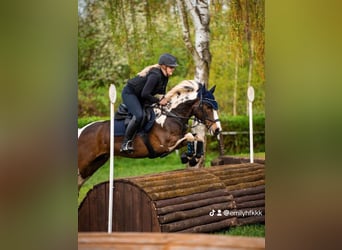 Lewitzer Croisé, Hongre, 9 Ans, 143 cm, Pinto