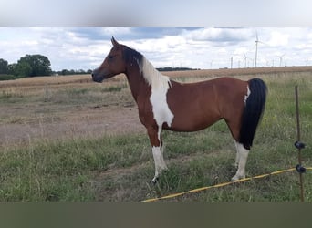 Lewitzer Croisé, Jument, 10 Ans, 142 cm, Pinto