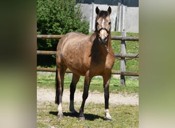 Lewitzer, Jument, 10 Ans, 147 cm, Buckskin