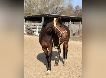 Lewitzer, Jument, 13 Ans, 145 cm, Bai