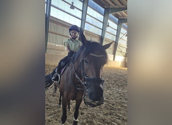 Lewitzer, Jument, 13 Ans, 147 cm, Bai