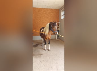 Lewitzer Croisé, Jument, 15 Ans, 146 cm, Pinto