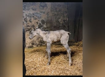 Lewitzer, Jument, 2 Ans, 148 cm, Isabelle