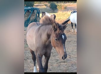 Lewitzer, Jument, 2 Ans, 148 cm, Isabelle