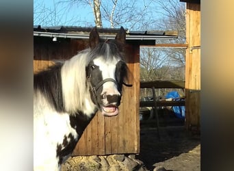 Lewitzer, Jument, 3 Ans, 142 cm, Pinto