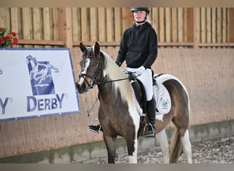 Lewitzer, Jument, 4 Ans, 135 cm, Pinto