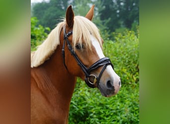 Lewitzer, Jument, 4 Ans, 138 cm, Alezan