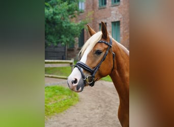 Lewitzer, Jument, 4 Ans, 138 cm, Alezan