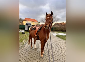 Lewitzer, Jument, 5 Ans, 145 cm, Alezan