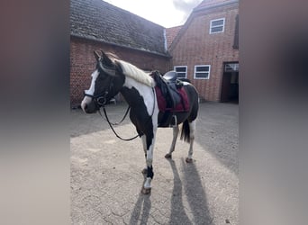 Lewitzer, Jument, 5 Ans, 146 cm, Pinto