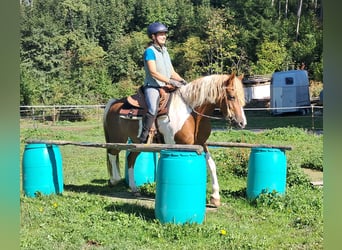 Lewitzer, Jument, 5 Ans, 148 cm, Pinto