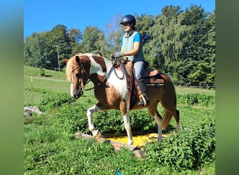 Lewitzer, Jument, 5 Ans, 148 cm, Pinto