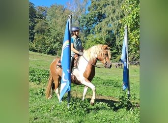 Lewitzer, Jument, 5 Ans, 148 cm, Pinto