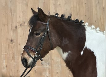 Lewitzer Croisé, Jument, 8 Ans, 128 cm, Pinto