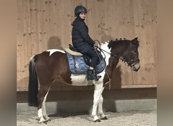 Lewitzer Croisé, Jument, 8 Ans, 128 cm, Pinto