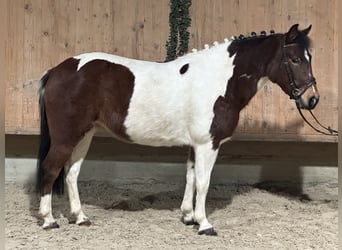 Lewitzer Croisé, Jument, 8 Ans, 128 cm, Pinto