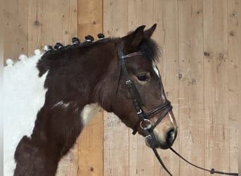 Lewitzer Croisé, Jument, 8 Ans, 128 cm, Pinto