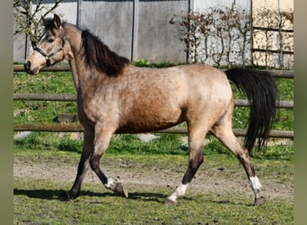 Lewitzer, Mare, 10 years, 14.1 hh, Buckskin