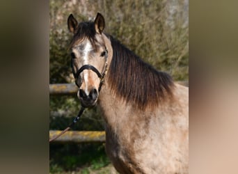 Lewitzer, Mare, 10 years, 14.1 hh, Buckskin
