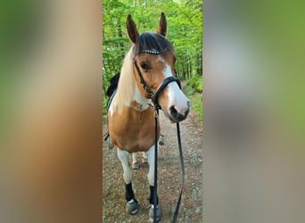 Lewitzer Mix, Mare, 11 years, 13,3 hh, Pinto