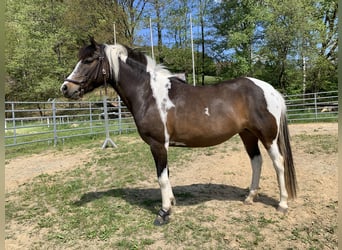 Lewitzer, Mare, 11 years, 14,1 hh, Pinto