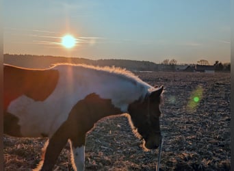 Lewitzer, Mare, 12 years, 13.2 hh, Pinto