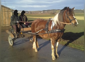 Lewitzer, Mare, 12 years, 13.3 hh, Pinto