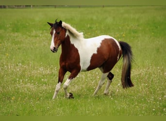 Lewitzer, Mare, 12 years, 14 hh, Pinto