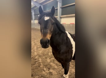 Lewitzer Mix, Mare, 13 years, 12,2 hh, Pinto