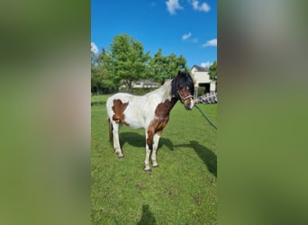 Lewitzer, Mare, 13 years, 13.1 hh, Pinto