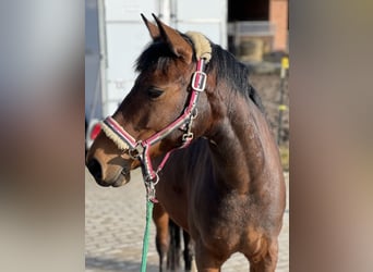 Lewitzer, Mare, 13 years, 14.1 hh, Brown