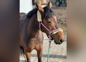 Lewitzer, Mare, 13 years, 14.1 hh, Brown