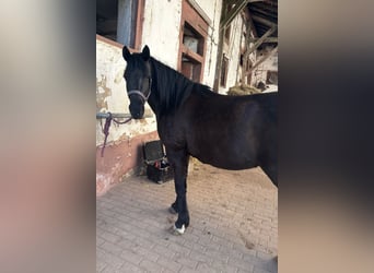 Lewitzer, Mare, 13 years, 14.2 hh, Black