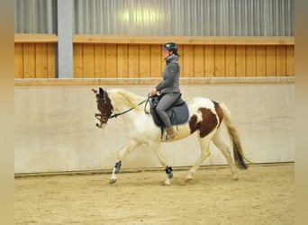 Lewitzer, Mare, 13 years, 14.2 hh, Pinto