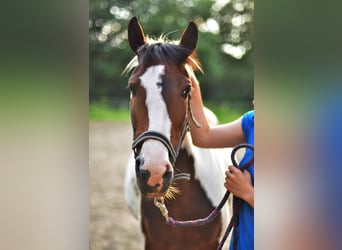 Lewitzer, Mare, 14 years, 13.3 hh, Pinto