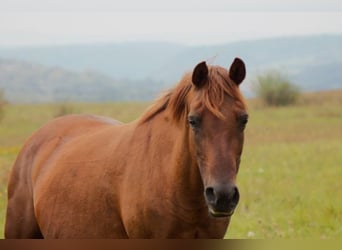 Lewitzer, Mare, 15 years, 14.1 hh, Chestnut-Red