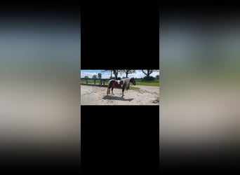 Lewitzer Mix, Mare, 15 years, 14.1 hh, Pinto