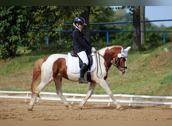 Lewitzer Mix, Mare, 16 years, 13.2 hh, Pinto