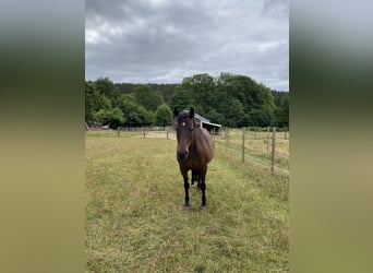 Lewitzer, Mare, 18 years, 14.2 hh