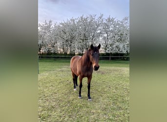 Lewitzer, Mare, 18 years, 14,2 hh