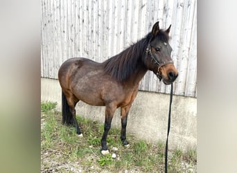Lewitzer, Mare, 19 years, 14.2 hh