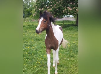 Lewitzer, Mare, 1 year, 12,1 hh, Pinto