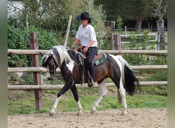 Lewitzer, Mare, 1 year, 14.2 hh, Tobiano-all-colors